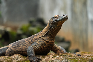 Discover Komodo and the Spice Islands