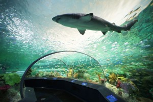 Ripley's Aquarium of Canada's thrilling "Dangerous Lagoon" is a 2.9 million litre underwater adventure filled with sharks, green sea turtles, sawfish, and more, and features a 315 ft-long (97 metre) underwater tunnel with a moving sidewalk. (CNW Group/Ripley's Aquarium of Canada LP)