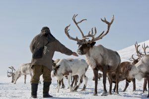 Intrepid-reindeer-June16