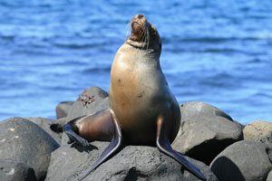 Insight into the Galapagos