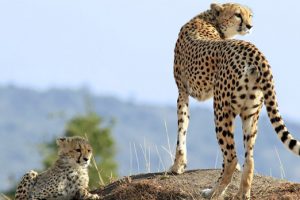 Eastern Africa ideal for animal lovers