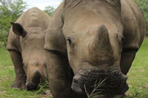 Goway Continues to Donate Funds for Rhino Conservation
