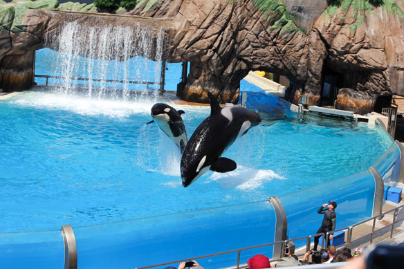 SeaWorld San Diego gets back to its roots