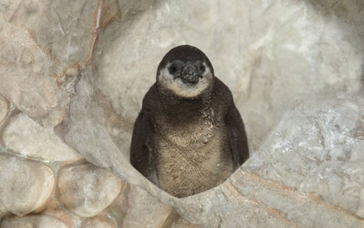West Edmonton Mall has new resident