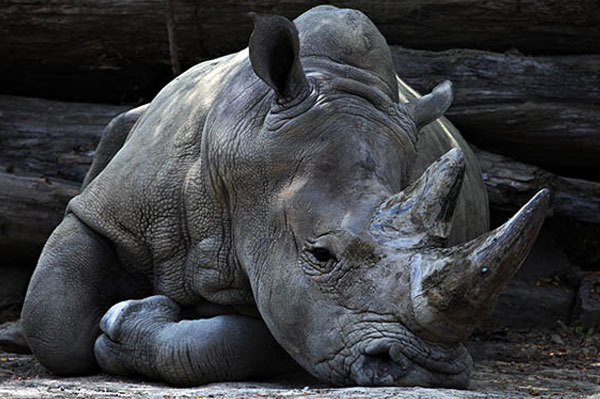 Goway Donates $5,070 to Project Rhino