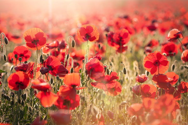 Trafalgar Commemorates the 75th Anniversary of D-Day