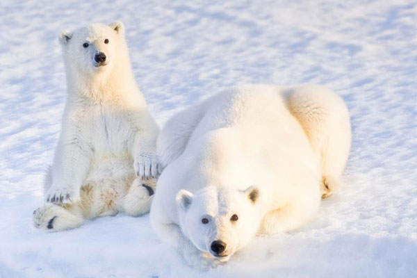 Adventure Canada marks International Polar Bear Day
