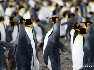 Antarctica King Penguins