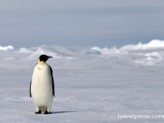 Antarctica Emperor Penguin