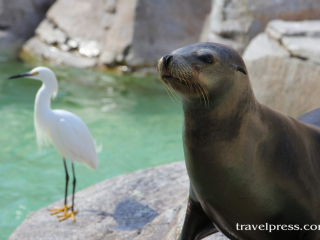 SeaWorld seal