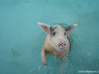 Bahamas Bahamas, pig