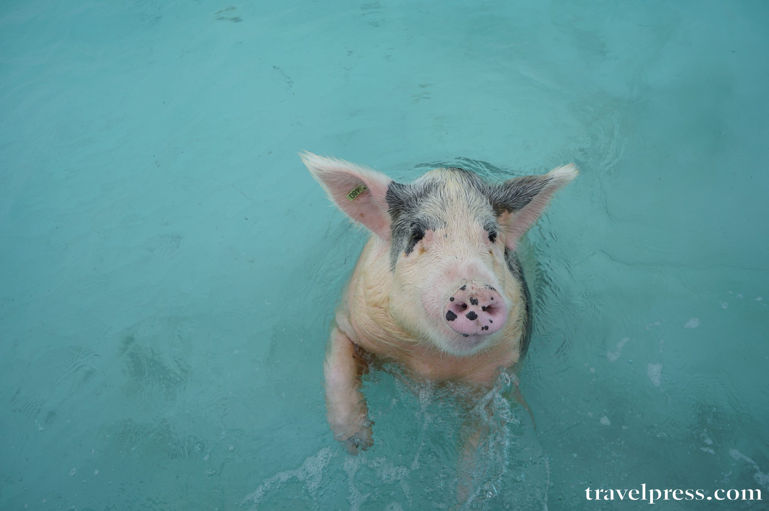 Bahamas, pig