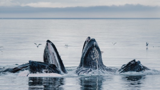 Virtuoso taps into nine must-have experiences for luxury travellers in 2026