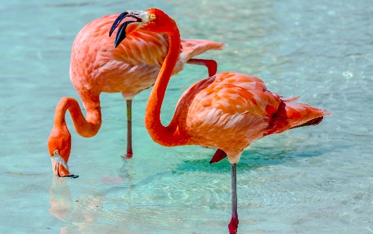 Aruba Awarded Best of the Best by TripAdvisor