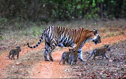 Natural Habitat Adventures Marks Global Tiger Day