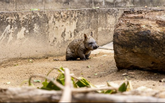 Australia’s Taronga Zoo Welcomes Wadu