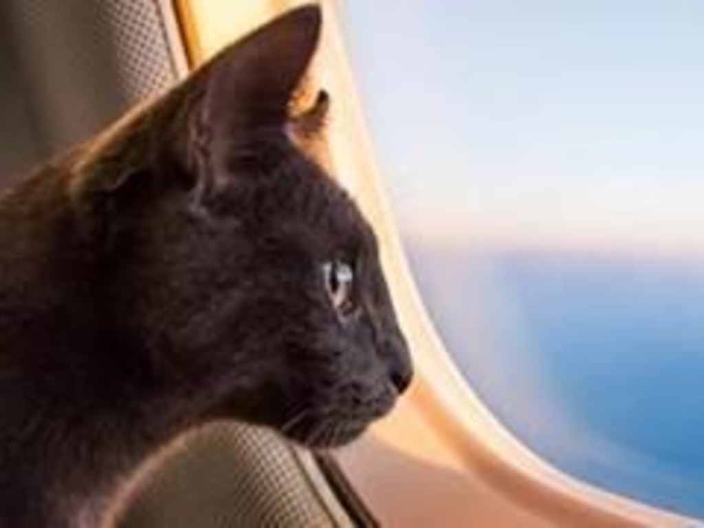 turkish airlines travel pets