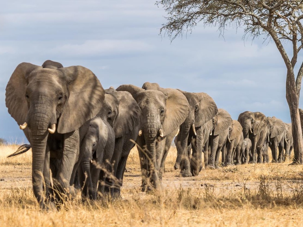 Exodus Travels Expands Support for Elephant Conservation Efforts