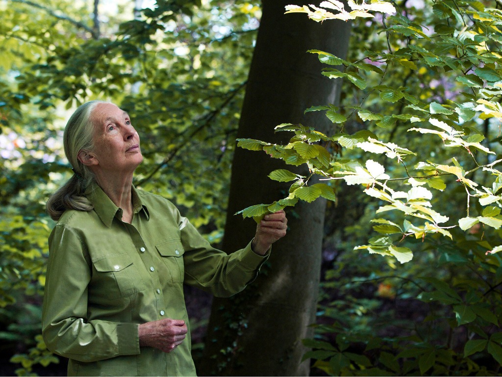 Air Canada & Jane Goodall Institute partner on IWT initiative