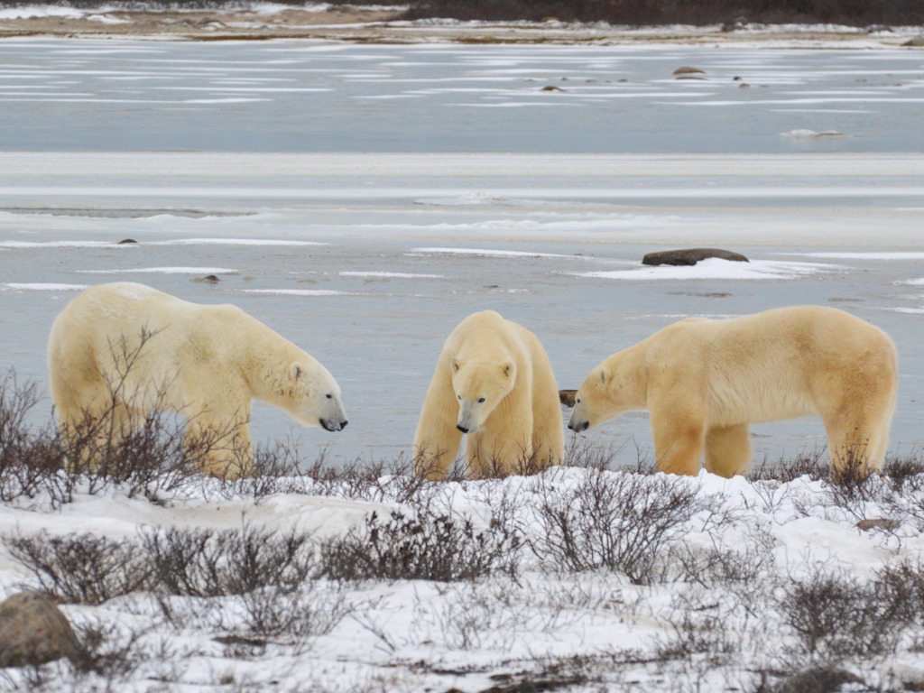 Fresh Tracks Canada launches exclusive promotion for agents