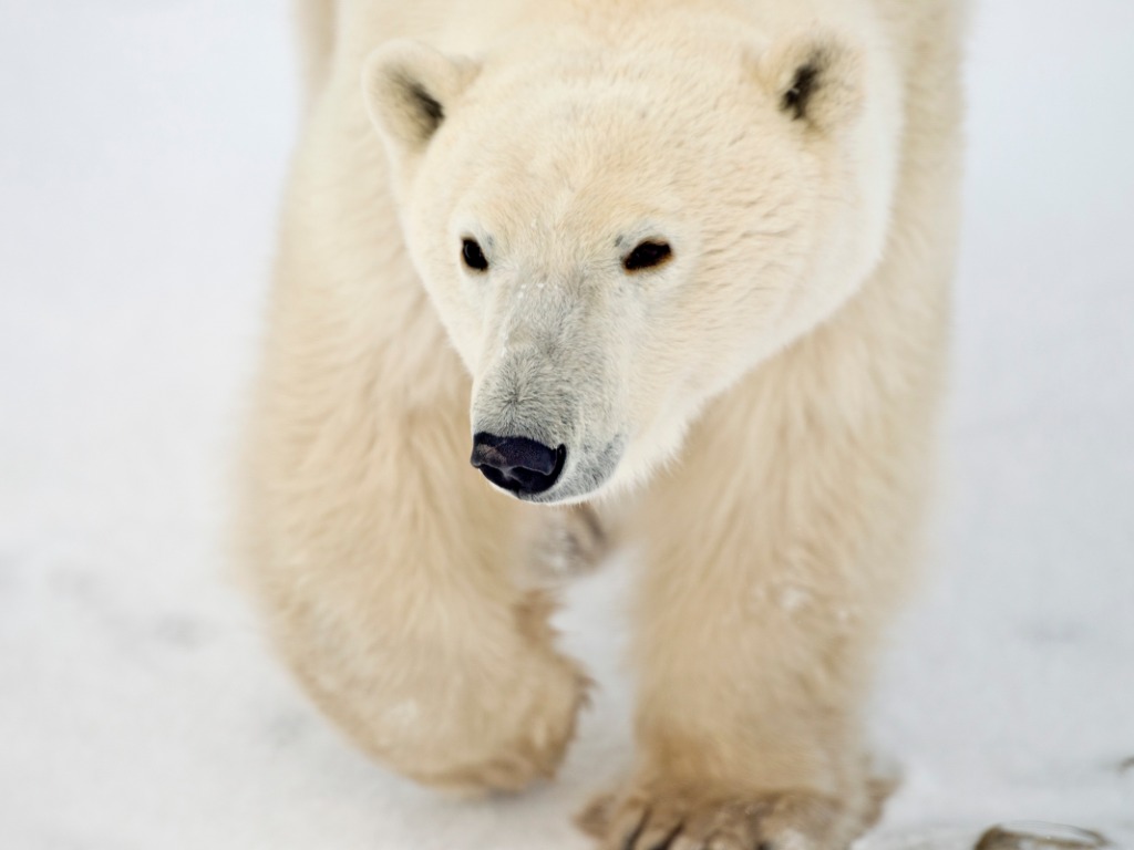 Kristal Hicks wins Fresh Tracks Canada’s Exclusive FAM Trip Draw