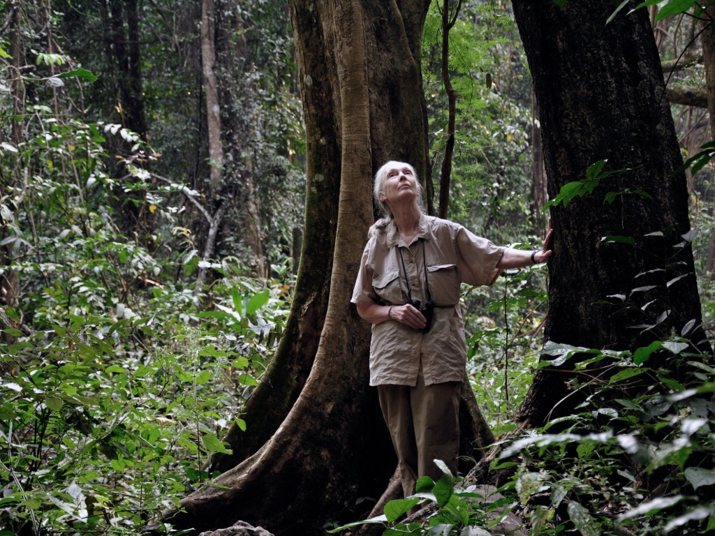 A Tribute to Dr. Jane Goodall, DBE
