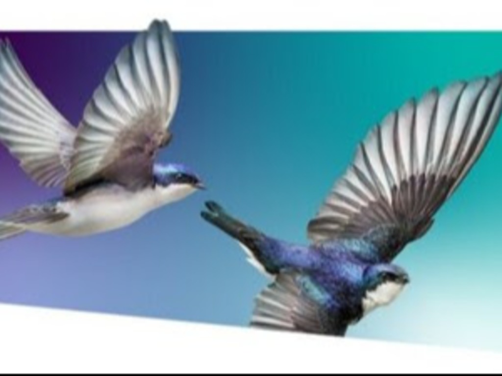 WestJet, TELUS unite rewards programs