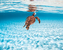 Embracing meaningful travel in Hawaiʻi